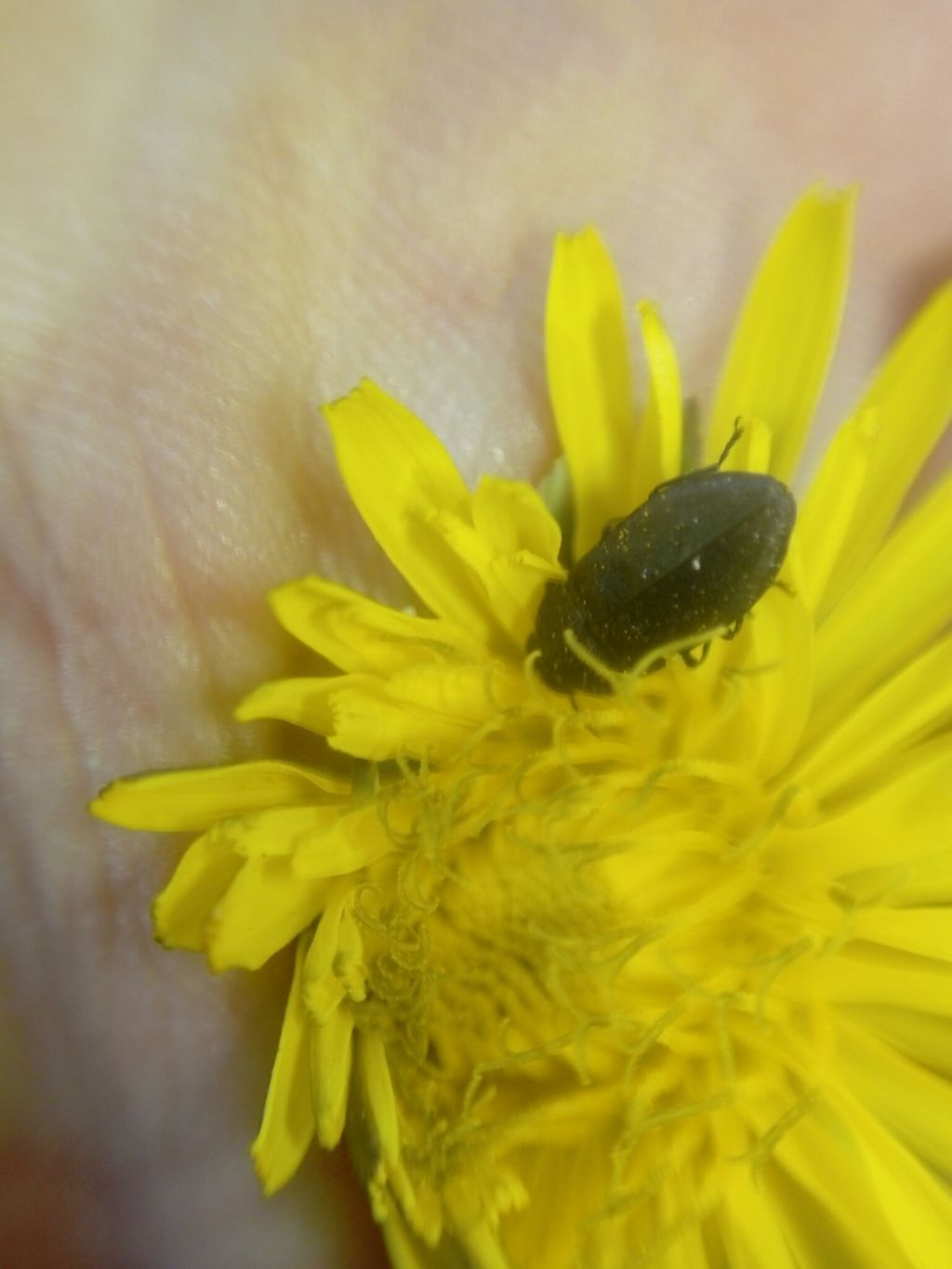 Buprestidae: Anthaxia (Melanthaxia) sp.